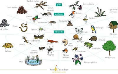 Accueillir la biodiversité au jardin