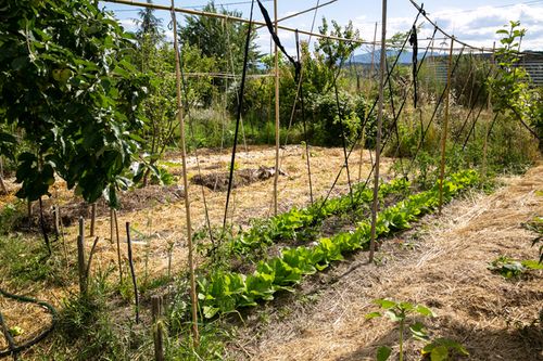 Butte permaculture agroécologie