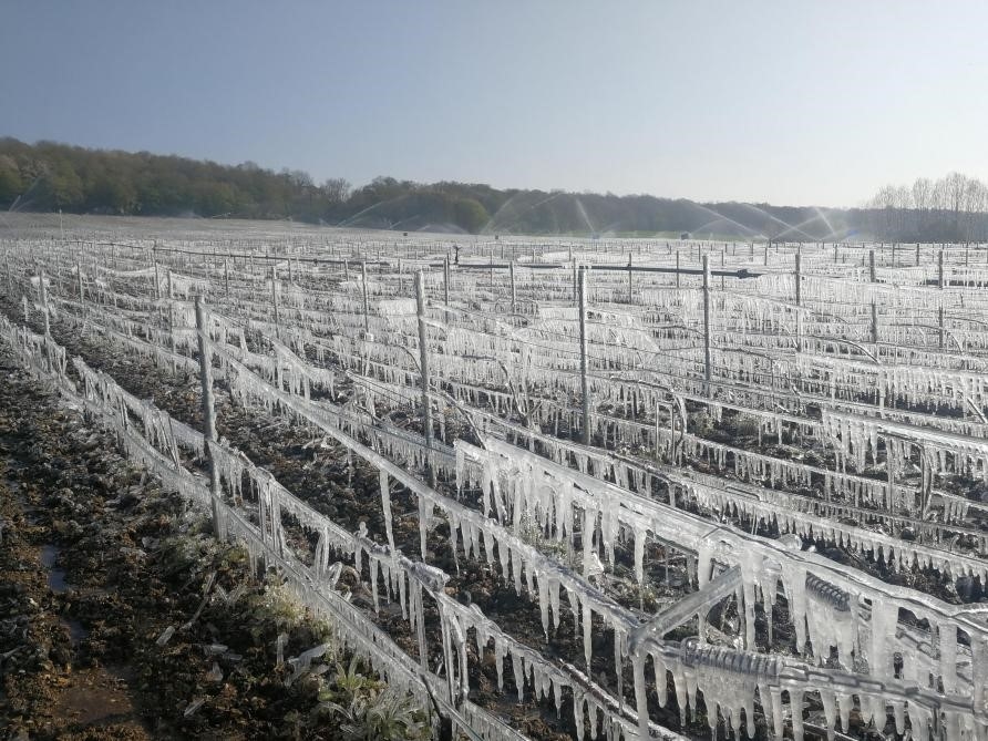 Ces vignes ont été protégées dans un cocon de glace pour résister aux des températures négatives