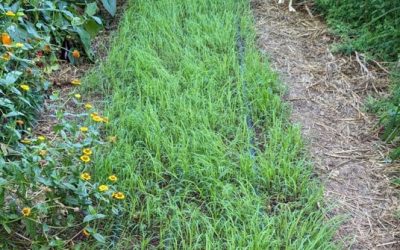 Préparation du jardin d’hiver : l’utilisation bénéfique des engrais verts hivernaux