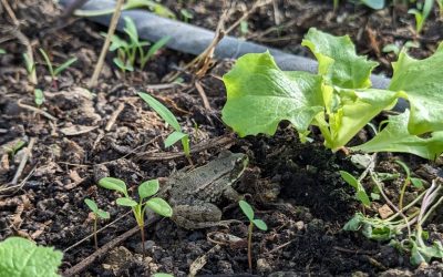 12 manières de gérer efficacement la limace au jardin