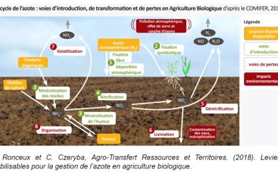 Le rôle de la Lifofer dans le cycle de l’azote