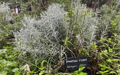 Le jardin de plantes aromatiques et médicinales