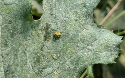 Le conseil du mois : Que faire de mes plants de légumes malades ?