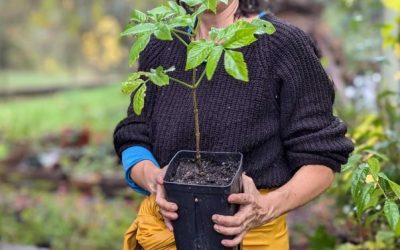 Le conseil du mois de novembre : Préparer ses plantations d’arbres