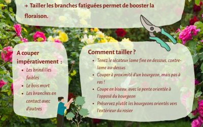 Fiche illustrée « La taille des rosiers »