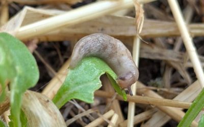 12 manières de gérer limaces et escargots au potager