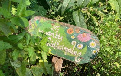 Récolter, sécher et stocker les plantes aromatiques et médicinales