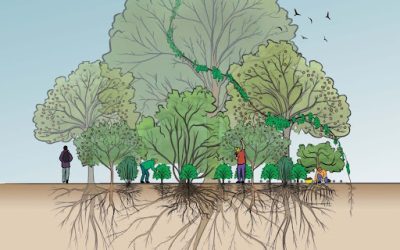 Le jardin-forêt : notions de base à connaître