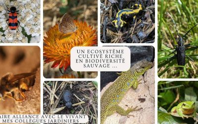 Aménager son jardin pour mieux accueillir la biodiversité