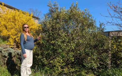 Adapter nos arbres aux changements climatiques