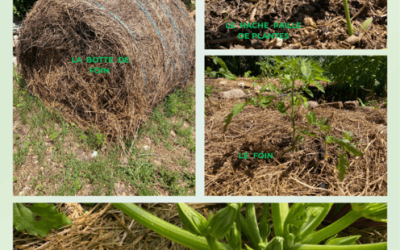 Pailler son jardin : le geste simple qui change tout