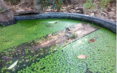 Face aux canicules, comment adapter son jardin ?